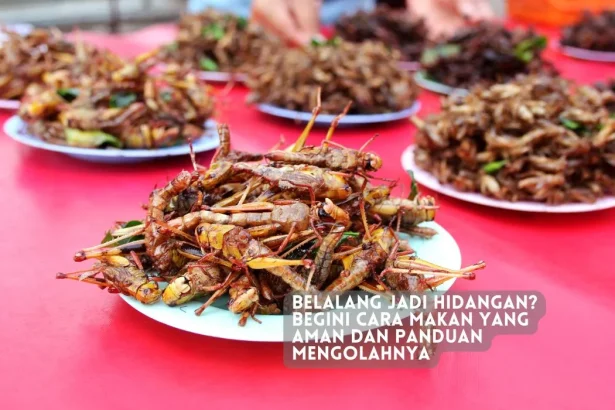 cara makan belalang