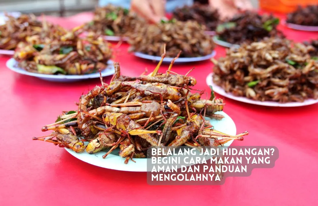 cara makan belalang