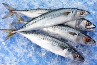 ikan segar
